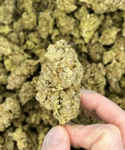 Mimosa CBD Flower Indoor 24% UK