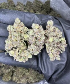 Buy Watermelon Strain UK