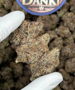 Buy Frozen Gelato Strain UK