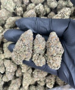 Buy Granddaddy Purple Strain (GDP) UK