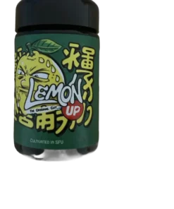 Buy Lemon Up by SFV – 7g UK