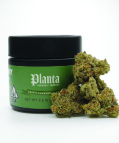 Buy Coffin Candy by Planta – 3.5g UK